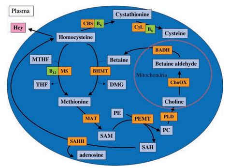 Homocysteine Regulation