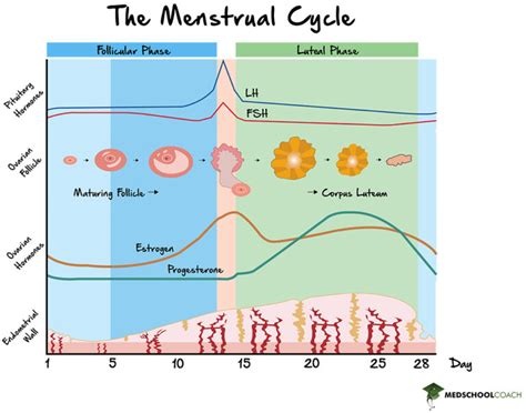 Hormonal changes