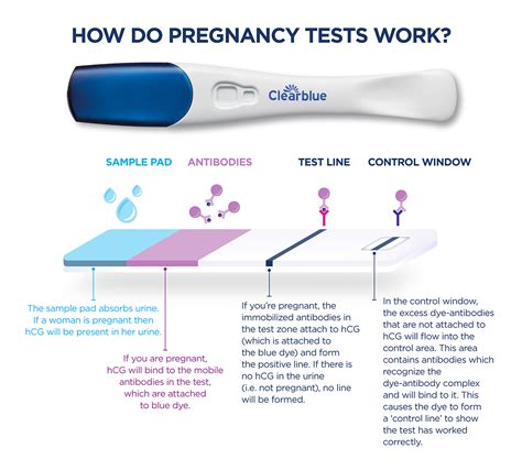 How HCG Pregnancy Tests Work