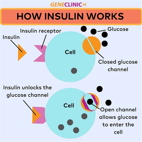 how insulin works