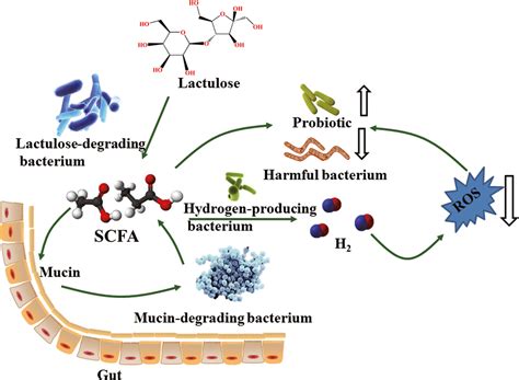 How Lactulose Works
