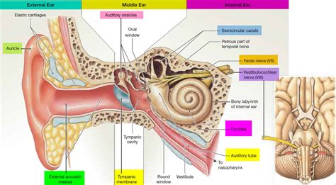 How Myringotomy Ear Tube Surgery Works