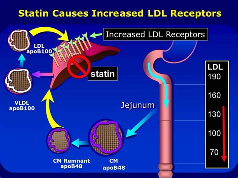 how statin works