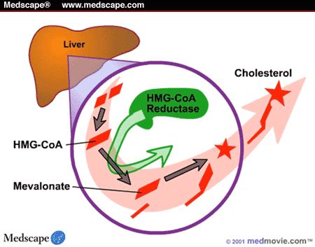 How Statins Work