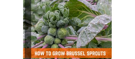 How to Incorporate Brussels Sprouts into Your Diet