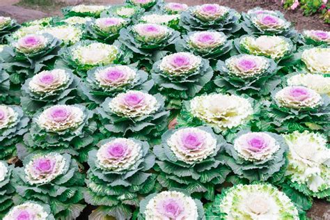 how to incorporate cabbage