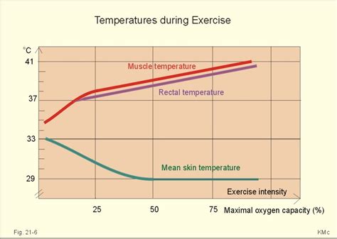 human temperature and exercise