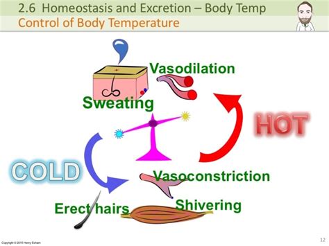 human temperature regulation