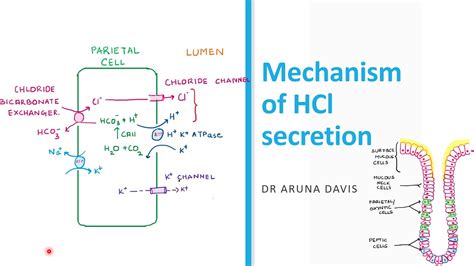 Hydrochloride mechanism
