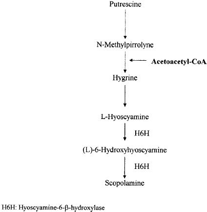 Hyoscyamine mechanism of action