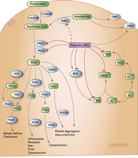 Ibuprofen mechanism of action