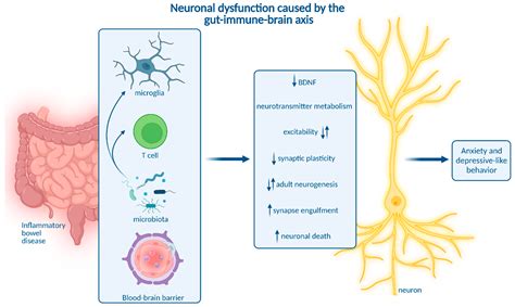 Immune Function
