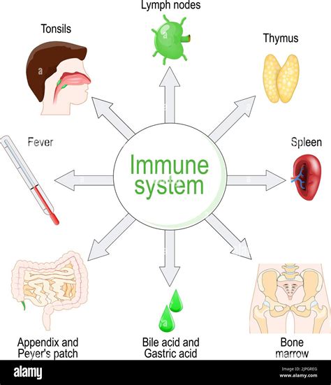 Grape Seed Extract and Immune Function