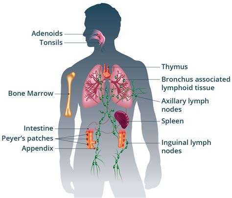 immune system