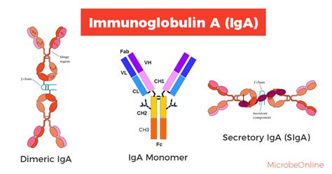 Immunoglobulin A molecule