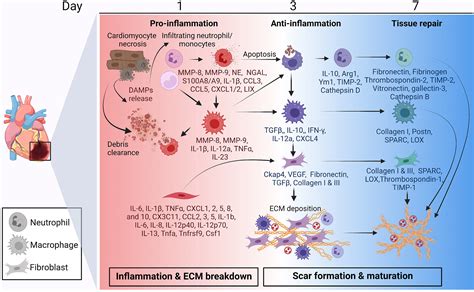 inflammation
