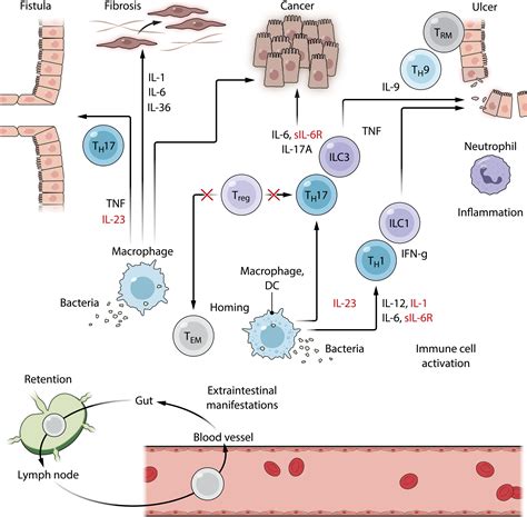 inflammatory diseases