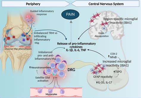 inflammatory pain mechanisms
