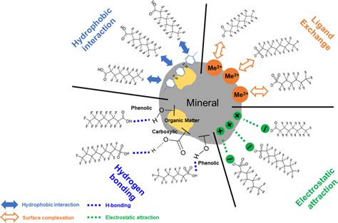 Caffeine Interactions