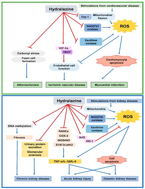 Interactions of Hydralazine