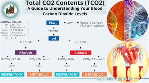 Interpreting CO2 blood work results