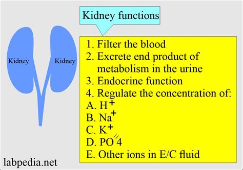 interpreting kidney function test results