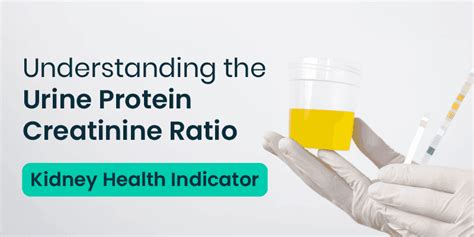 Interpreting Urine Creatinine Levels