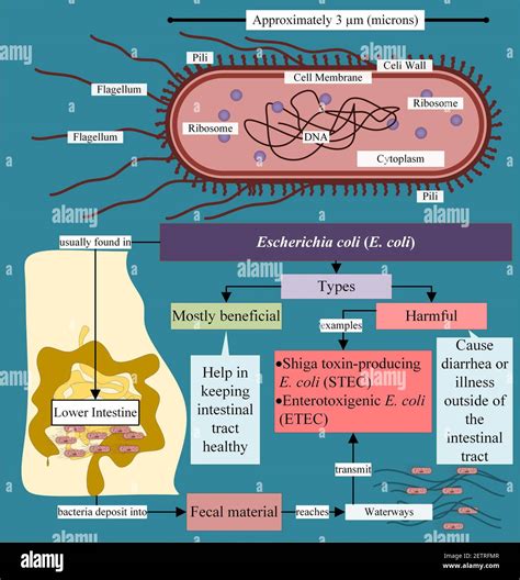 Introduction to E Coli Symptoms