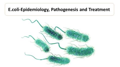 Introduction to E. coli Treatments