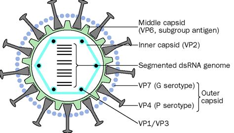 Introduction to Rotavirus Vaccines