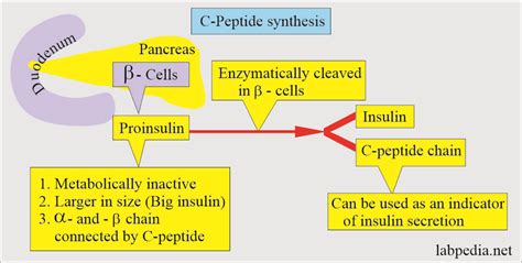 Introduction to C Peptide