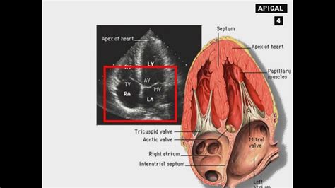 Introduction to Cardioechogram