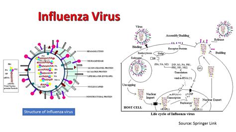 Introduction to New Flu Virus Transmission