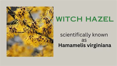 Introduction to Witch Hazel