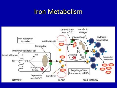 Iron Poisoning Overview