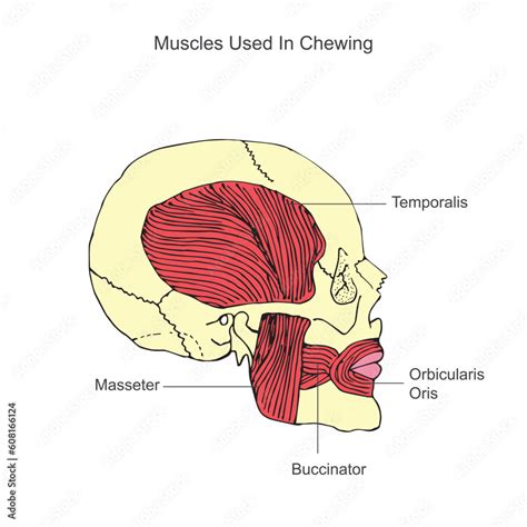 Jaw Anatomy Diagram
