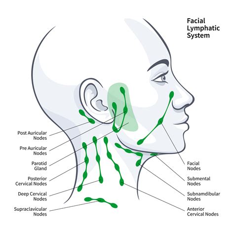 Jaw Lymph Nodes Location