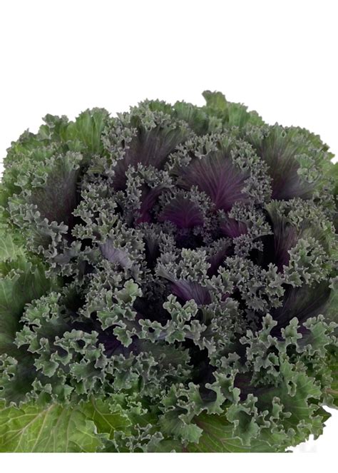 kale