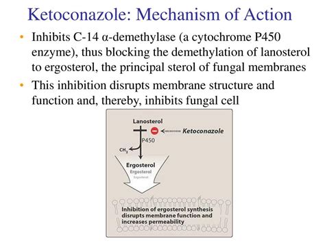 Ketoconazole Mechanism of Action