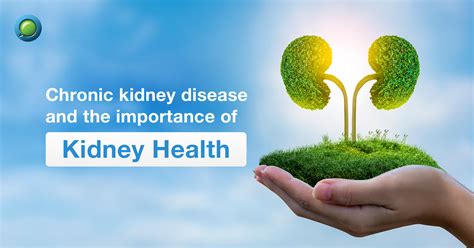 Kidney Health Conclusion