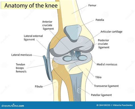 Knee Anatomy