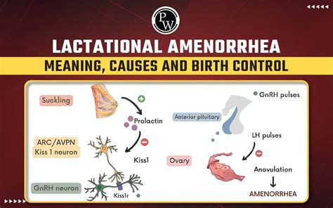 Lactational Amenorrhea Method