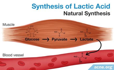Lactic Acid
