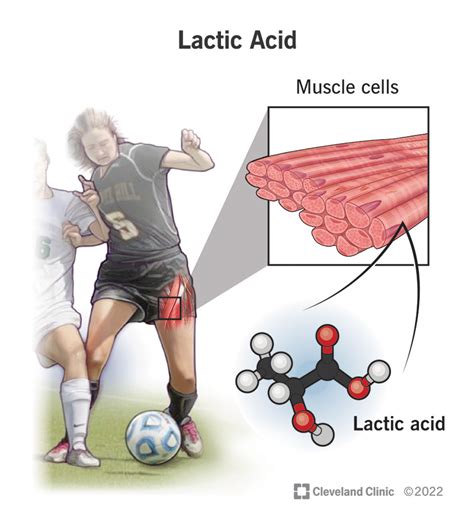 Lactic acid athletic performance benefits