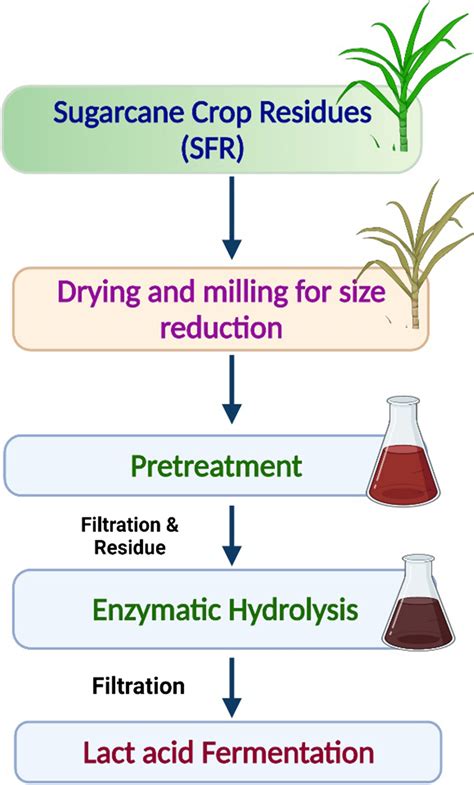 Lactic acid food production