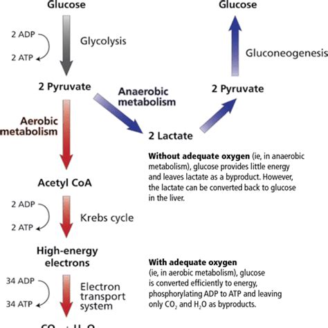 Lactic Acid Management