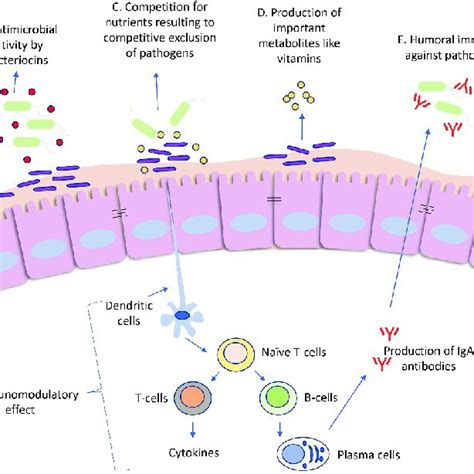 Lactic Acid Mechanisms