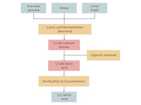 lactic acid production