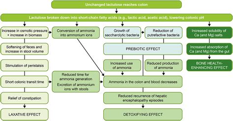 lactulose promoting beneficial bacteria