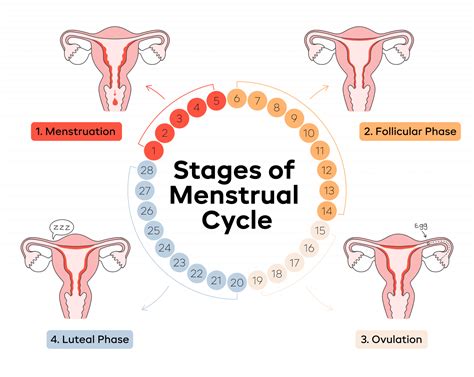 Last Menstrual Period Calculation